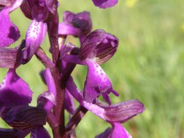 Fotografia da espécie Orchis morio