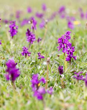 Fotografia 5 da espécie Orchis morio no Jardim Botânico UTAD