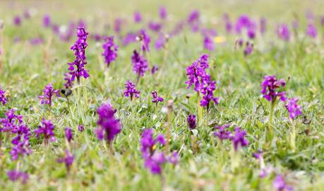 Fotografia da espécie Orchis morio