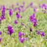 Fotografia 5 da espécie Orchis morio do Jardim Botânico UTAD