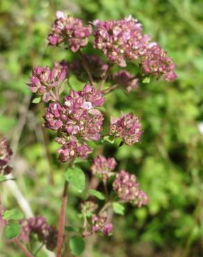 Fotografia 1 da espécie Origanum vulgare subesp. vulgare no Jardim Botânico UTAD