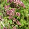 Fotografia 1 da espécie Origanum vulgare subesp. vulgare do Jardim Botânico UTAD