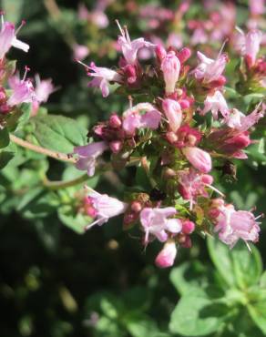 Fotografia 3 da espécie Origanum vulgare subesp. vulgare no Jardim Botânico UTAD