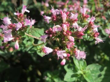 Fotografia da espécie Origanum vulgare subesp. vulgare