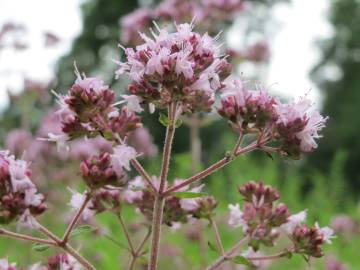 Fotografia da espécie Origanum vulgare subesp. vulgare