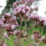 Fotografia 4 da espécie Origanum vulgare subesp. vulgare do Jardim Botânico UTAD