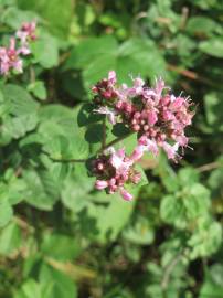 Fotografia da espécie Origanum vulgare subesp. vulgare