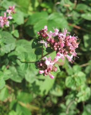 Fotografia 5 da espécie Origanum vulgare subesp. vulgare no Jardim Botânico UTAD