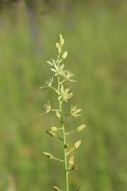 Fotografia da espécie Ornithogalum pyrenaicum subesp. pyrenaicum