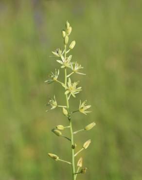 Fotografia 1 da espécie Ornithogalum pyrenaicum subesp. pyrenaicum no Jardim Botânico UTAD