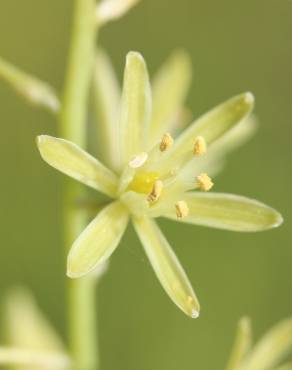 Fotografia 4 da espécie Ornithogalum pyrenaicum subesp. pyrenaicum no Jardim Botânico UTAD