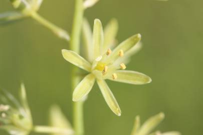 Fotografia da espécie Ornithogalum pyrenaicum subesp. pyrenaicum