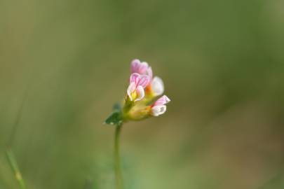 Fotografia da espécie Ornithopus perpusillus