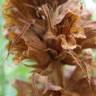 Fotografia 3 da espécie Orobanche rapum-genistae do Jardim Botânico UTAD