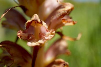 Fotografia da espécie Orobanche rapum-genistae