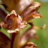 Fotografia 4 da espécie Orobanche rapum-genistae do Jardim Botânico UTAD