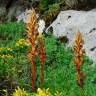 Fotografia 5 da espécie Orobanche rapum-genistae do Jardim Botânico UTAD