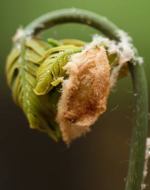 Fotografia 6 da espécie Osmunda regalis no Jardim Botânico UTAD