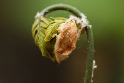 Fotografia da espécie Osmunda regalis