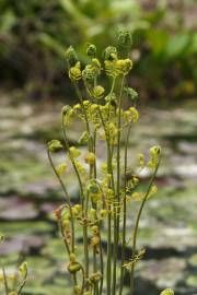 Fotografia da espécie Osmunda regalis