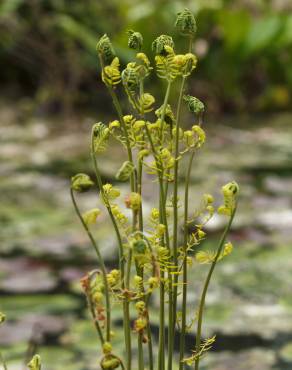 Fotografia 7 da espécie Osmunda regalis no Jardim Botânico UTAD