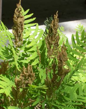 Fotografia 8 da espécie Osmunda regalis no Jardim Botânico UTAD