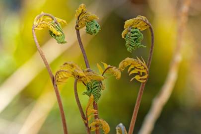 Fotografia da espécie Osmunda regalis