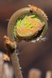 Fotografia da espécie Osmunda regalis