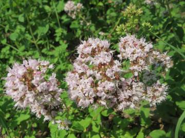 Fotografia da espécie Origanum vulgare subesp. virens