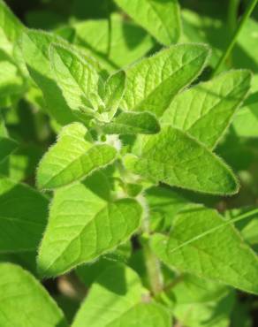 Fotografia 3 da espécie Origanum vulgare subesp. virens no Jardim Botânico UTAD