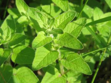 Fotografia da espécie Origanum vulgare subesp. virens