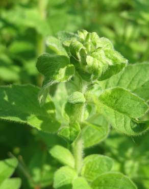 Fotografia 4 da espécie Origanum vulgare subesp. virens no Jardim Botânico UTAD