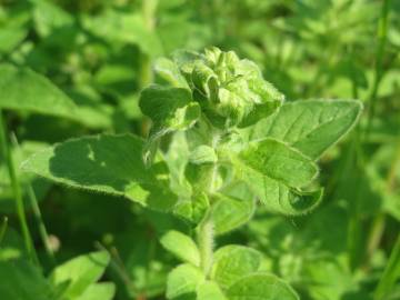 Fotografia da espécie Origanum vulgare subesp. virens