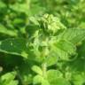 Fotografia 4 da espécie Origanum vulgare subesp. virens do Jardim Botânico UTAD