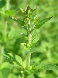 Fotografia da espécie Origanum vulgare subesp. virens