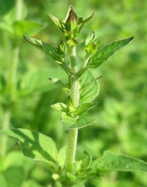 Fotografia 5 da espécie Origanum vulgare subesp. virens no Jardim Botânico UTAD