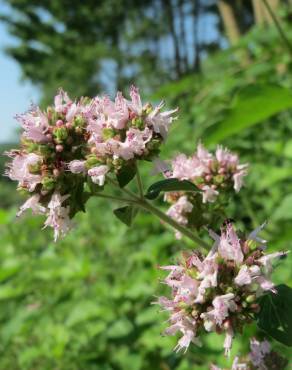 Fotografia 6 da espécie Origanum vulgare subesp. virens no Jardim Botânico UTAD