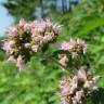 Fotografia 6 da espécie Origanum vulgare subesp. virens do Jardim Botânico UTAD