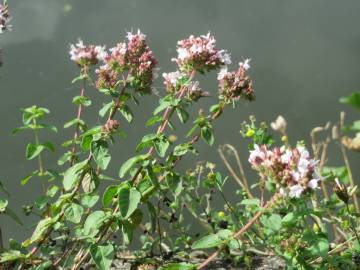 Fotografia da espécie Origanum vulgare subesp. virens