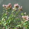 Fotografia 7 da espécie Origanum vulgare subesp. virens do Jardim Botânico UTAD