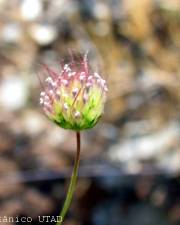 Fotografia da espécie Pterocephalidium diandrum