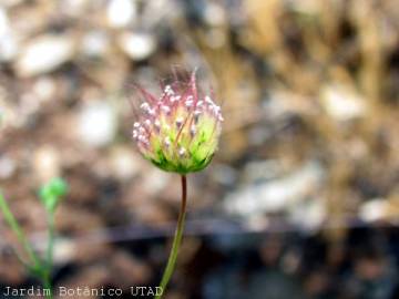 Fotografia da espécie Pterocephalidium diandrum