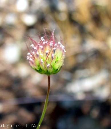 Fotografia de capa Pterocephalidium diandrum - do Jardim Botânico