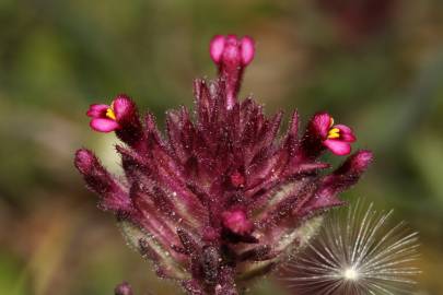 Fotografia da espécie Parentucellia latifolia