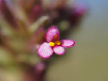 Fotografia da espécie Parentucellia latifolia