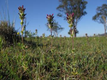 Fotografia da espécie Parentucellia latifolia