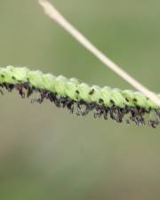 Fotografia da espécie Paspalum dilatatum