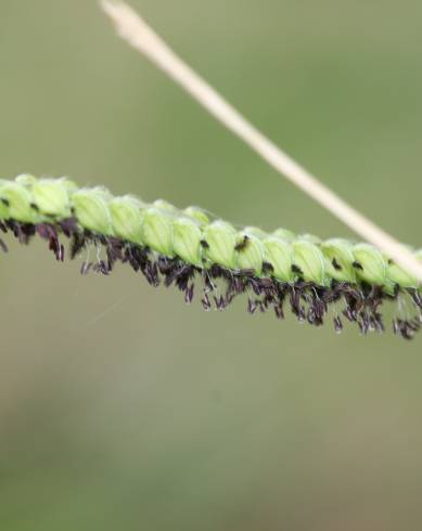 Fotografia de capa Paspalum dilatatum - do Jardim Botânico