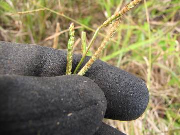 Fotografia da espécie Paspalum dilatatum