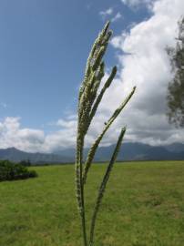 Fotografia da espécie Paspalum dilatatum